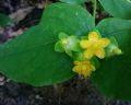 Hypericum androsaemum